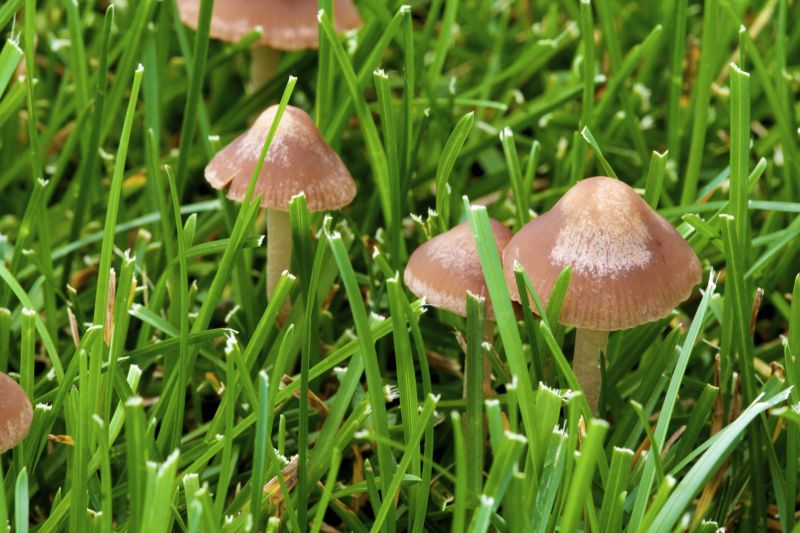 Lawn Moss Control in Honolulu, HI
