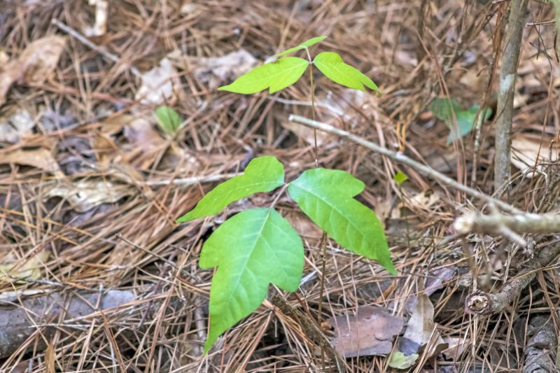 Poison Ivy Removal in Delaware County, PA