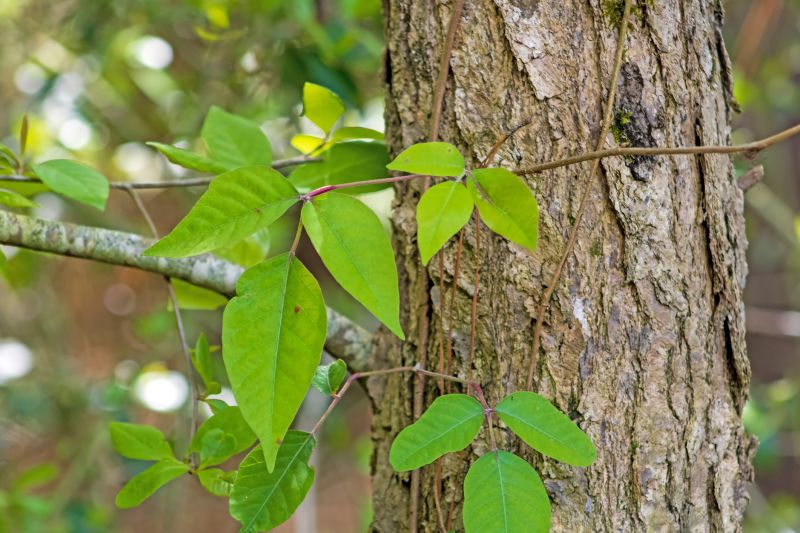 Poison Ivy Removal in Bel Air, MD