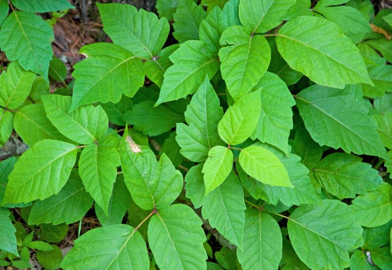 Poison Oak Removal in Harford County, MD